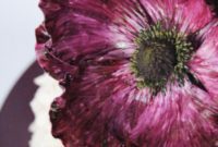 Amethyst Anemone Dream