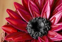 Golden Seed Chocolate Dream