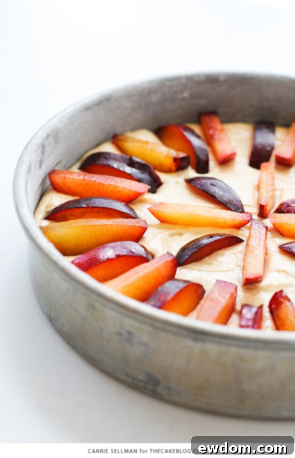 Sweet Plum Cake with Tangy Yogurt Cream 4 Plum slices carefully arranged on cake batter before baking to create a petal effect