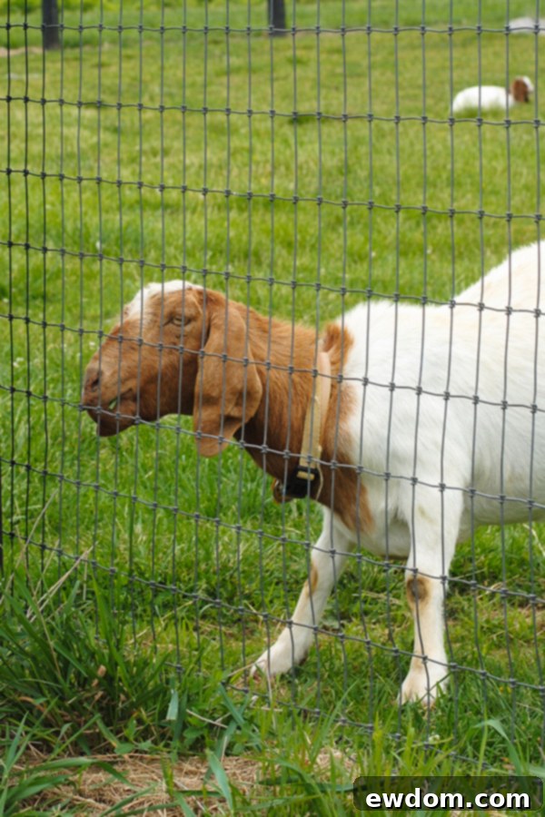 A beautiful basket of freshly picked strawberries sitting in a sunlit field
