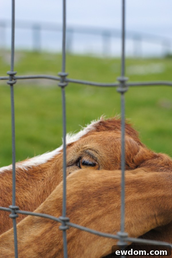 A friendly goat interacting playfully with a person on a lush green farm