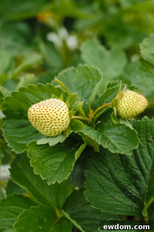 Close-up of a hand gently picking a ripe red strawberry from a plant