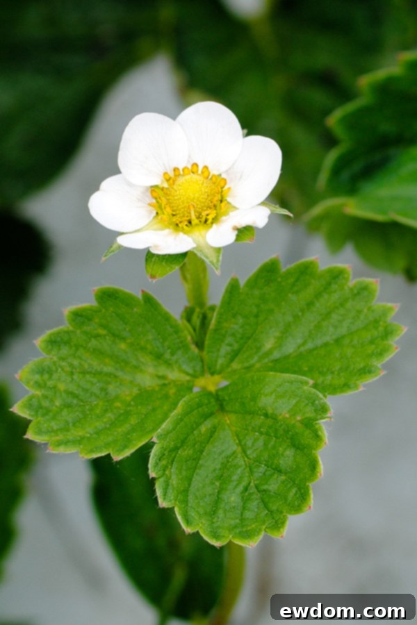 Two children, siblings, happily picking strawberries together in a sunny field