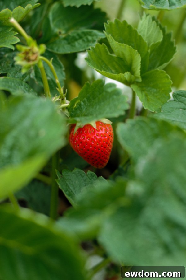 A child showing off a handful of freshly picked, glistening red strawberries
