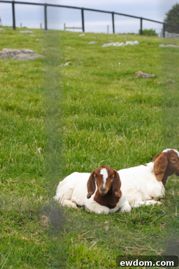 A collection of vibrant red strawberries displayed on a rustic wooden surface